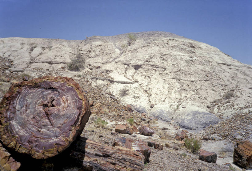 无人,横图,室外,特写,白天,山,树林,美国,木制,树皮,风景,自然,摄影,部分,亚利桑那,国家公园,圆木,万里无云,石化森林国家公园,岩石,彩图