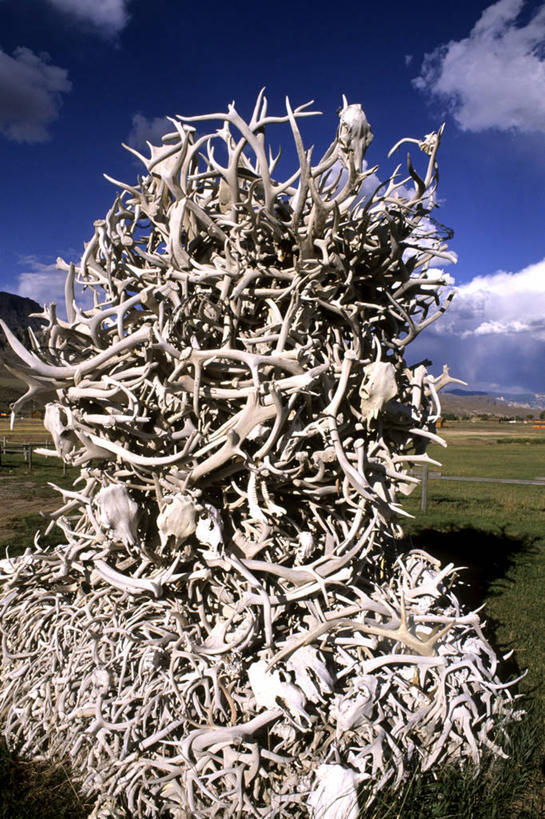 无人,竖图,室外,白天,野生动物,雕塑,美国,许多,堆叠,很多,摄影,北美,北美洲,美洲,鹿角,怀俄明,黄石公园,北亚美利加洲,亚美利加洲,彩图,旅行,美利坚合众国