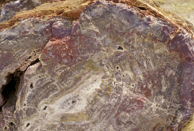 无人,横图,室外,特写,白天,美国,木制,树皮,自然,摄影,部分,亚利桑那,国家公园,圆木,肌理,式样,石化森林国家公园,彩图,全画面,全框架,全帧,全画幅