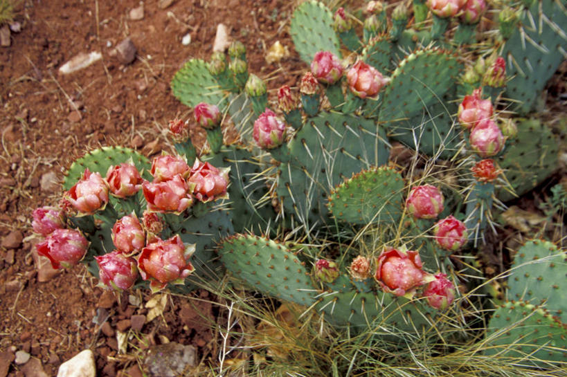 无人,横图,俯视,室外,特写,白天,仙人球,美国,锐利,陆地,花,花朵,粉色,绿色,自然,摄影,部分,锋利,尖锐,国家公园,荆棘,犹他,彩图,高角度拍摄