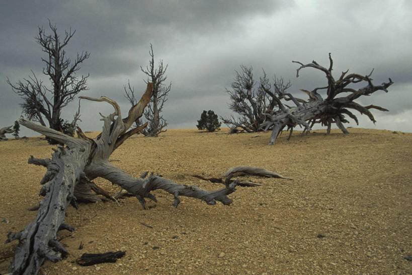 无人,横图,室外,白天,旅游,度假,美景,暴风雨,松树,沙子,景观,乌云,枝,天气,娱乐,风景,自然,享受,休闲,景色,放松,摄影,靠近,圆木,自然风光,犹他,布莱斯峡谷国家公园,彩图