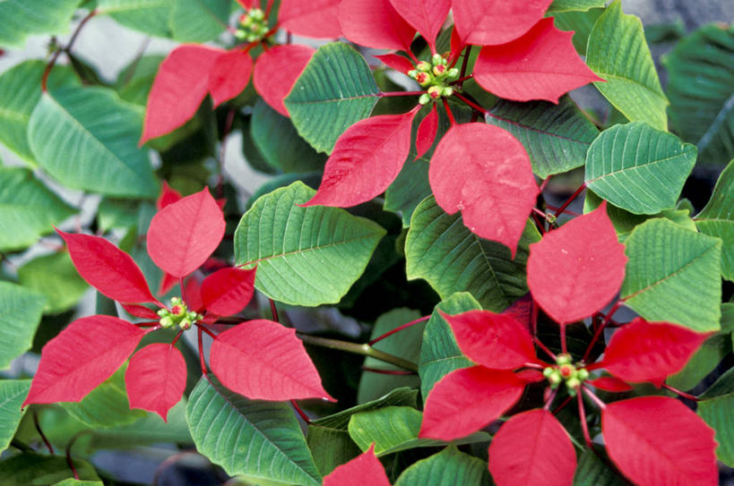 无人,横图,室外,特写,白天,美景,叶子,景观,花瓣,花朵,红色,绿色,自然,景色,摄影,猩猩木,部分,脆弱,自然风光,彩图,全画面,全框架,全帧,全画幅