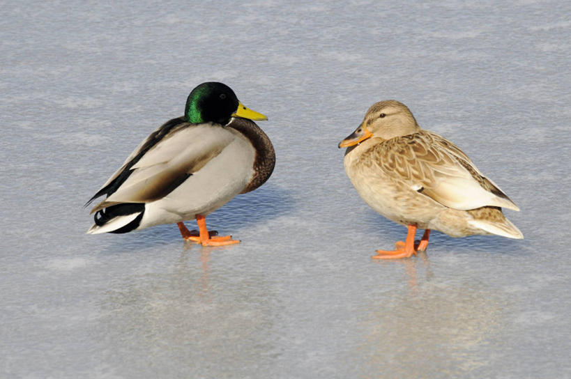 无人,站,横图,室外,白天,侧面,野生动物,美国,自然,动物,两只,面对面,摄影,宁静,野鸭,想法,彩图