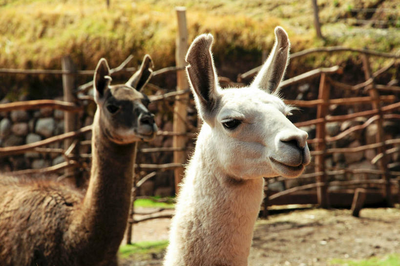 无人,横图,室外,白天,纯洁,野生动物,秘鲁,篱笆,骆驼,自然,动物,两只,可爱,童年,童趣,摄影,牲畜,活泼,宁静,部分,羊驼,童真,烂漫,无邪,沙漠之舟,驼羊,美洲驼,天真,彩图