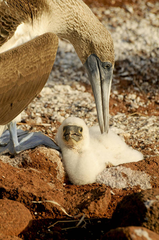 无人,竖图,俯视,室外,白天,旅游,度假,美景,海鸟,鸟,野生动物,厄瓜多尔,鸟类,鸟巢,地形,景观,泥土,娱乐,自然,动物,两只,享受,休闲,景色,放松,摄影,保护,部分,关爱,自然风光,加拉帕戈斯群岛,鲣鸟,结巴鸟,蓝脚鲣鸟,彩图,高角度拍摄