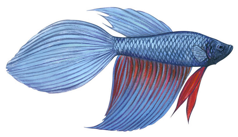 无人,横图,插画,特写,白色背景,侧面,数码,科技,美景,野生动物,阴影,网络,景观,高光,几何,计算机图形,合成,图画,鱼类,画,红色,蓝色,自然,景色,淡水鱼,电脑合成图,数码合成图,生物学,合成图,自然风光,漫画,写实,具体,具象,暹罗斗鱼,彩图,影棚拍摄,动物学