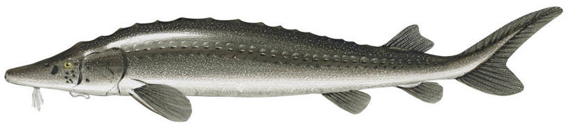 无人,横图,全景,插画,白色背景,侧面,数码,科技,野生动物,鲟鱼,阴影,网络,高光,几何,计算机图形,合成,图画,鱼类,画,自然,电脑合成图,数码合成图,合成图,漫画,写实,具体,具象,彩图