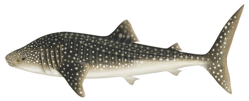 无人,横图,全景,插画,白色背景,侧面,数码,科技,野生动物,阴影,网络,斑点,高光,几何,计算机图形,合成,图画,画,灰色,自然,电脑合成图,数码合成图,合成图,漫画,写实,具体,具象,鲸鲨,彩图