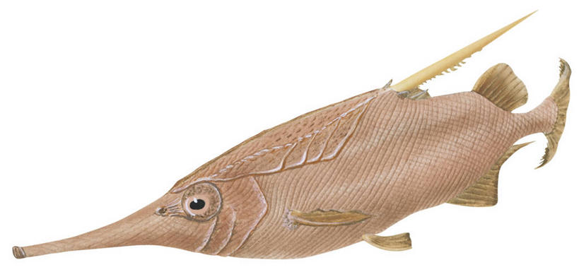 无人,横图,全景,白色背景,褐色,彩图,动物学,鹭管鱼