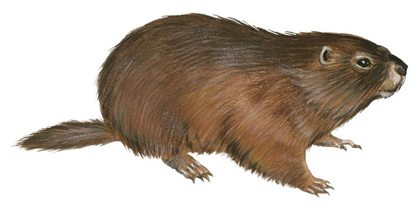 无人,横图,全景,白色背景,野生动物,旱獭,彩图,动物学