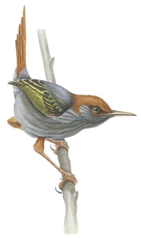 无人,竖图,白色背景,野生动物,鸟类,枝,栖息,彩图,动物学