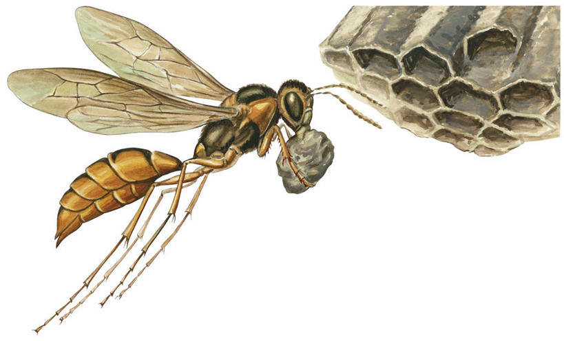 无人,横图,白色背景,野生动物,做,运送,蜂箱,彩图,动物学,纸巢黄蜂