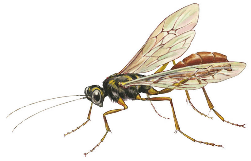 无人,横图,白色背景,侧面,野生动物,黄蜂,彩图,动物学