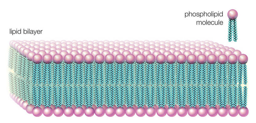 无人,横图,全景,特写,白色背景,分子,科学,化学,两个,球体,脂肪,酸,英文字母,横截面,式样,彩图