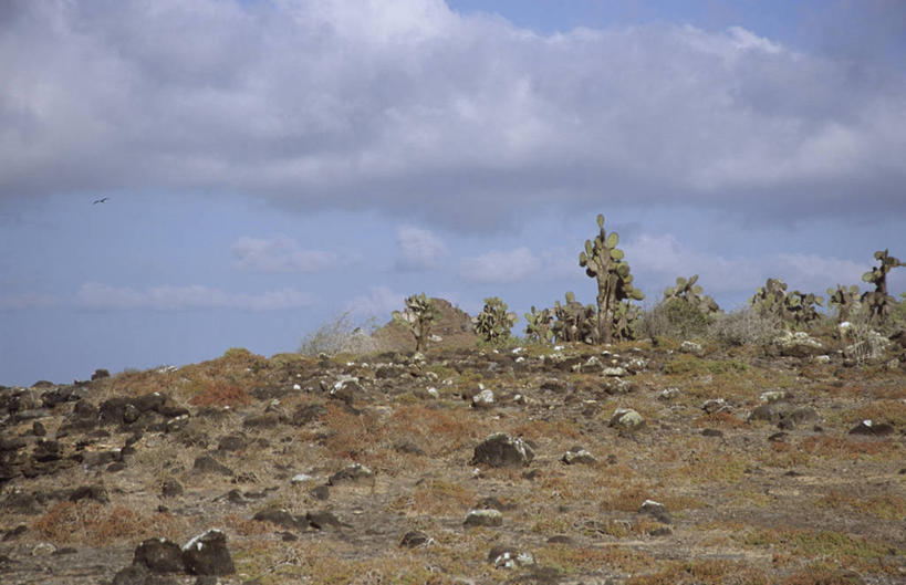 横图,室外,白天,沙漠,仙人球,仙人掌,厄瓜多尔,悬崖,云,天空,自然,地标建筑,南美,摄影,环境,气候,干的,加拉帕戈斯群岛,彩图,肉质植物