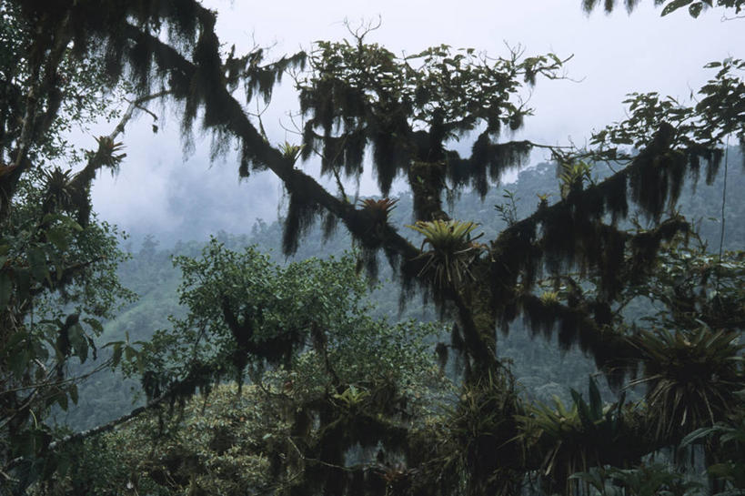 横图,室外,特写,白天,森林,雨,雾,厄瓜多尔,湿,云,高处,苔藓,枝,天空,自然,南美,摄影,蕨类,环境保护,彩图,雨林,附生植物