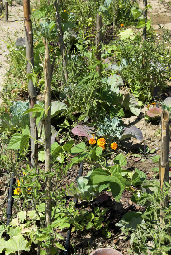 菜园,横图,竖图,室外,白天,水,叶子,葡萄牙,欧洲,庭院,浇水,摄影,腐烂,软管,农具,伊比利亚半岛,环境保护,灌溉设备,耕具,彩图,堆肥