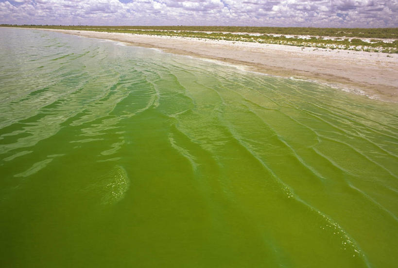 横图,室外,白天,农业,海洋,湖,水,环保,海岸线,营养,绿色,自然,摄影,能源,环境,污染,回收,资源,有毒物质,藻类,利用,低碳,健康食物,循环,澳大拉西亚,持续,盐湖,绿藻,海滩,彩图,水污染