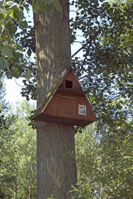 竖图,室外,白天,旅游,度假,美景,森林,树林,野生动物,英国,欧洲,景观,笼子,鸟笼,娱乐,英格兰,自然,享受,休闲,景色,放松,摄影,环境,自然风光,北欧,诺福克,野生动物保护区,国家野生动物保护区,彩图