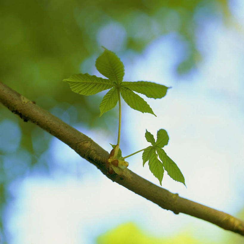方图,室外,特写,白天,纯洁,叶子,英国,种子,枝,花蕾,两个,自然,可爱,童年,童趣,摄影,生长,环境,北欧,童真,烂漫,无邪,欧洲文化,七叶树,落叶树,娑罗树,开端,天真,彩图