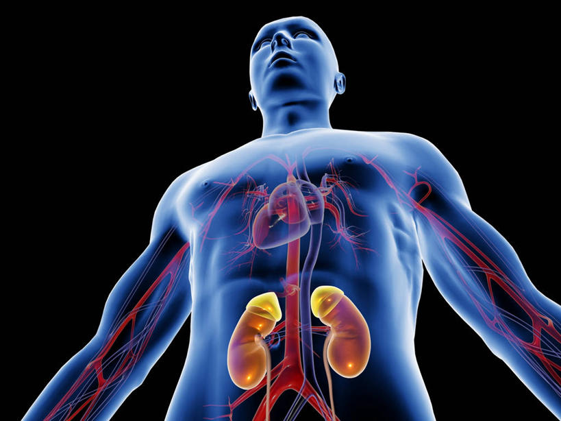 内脏,肾脏,动脉,静脉,膀胱,尿道,一个人,无人,横图,插画,室内,白天,正面,数码,科技,仅一个男性,仅一个人,阴影,黑色背景,科学,网络,医学,高光,几何,计算机图形,合成,图画,画,仅一个年轻男性,人体,电脑合成图,数码合成图,生物学,人体器官,器官,合成图,漫画,泌尿系统,输尿管,写实,具体,具象,排泄,自然科学,博物学,生物科学,男人,男性,年轻男性,半身,彩图,代谢