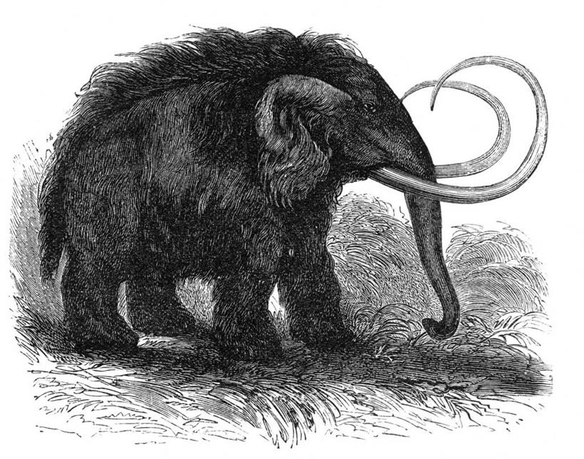 无人,站,横图,黑白,插画,室内,白天,白色背景,侧面,数码,科技,哺乳动物,大象,野生动物,一头,阴影,网络,高光,几何,计算机图形,合成,图画,注视,画,黑色,动物,观察,看,站着,观看,电脑合成图,数码合成图,察看,合成图,关注,漫画,写实,具体,具象,猛犸,长毛象,猛犸象,象,站立,全身