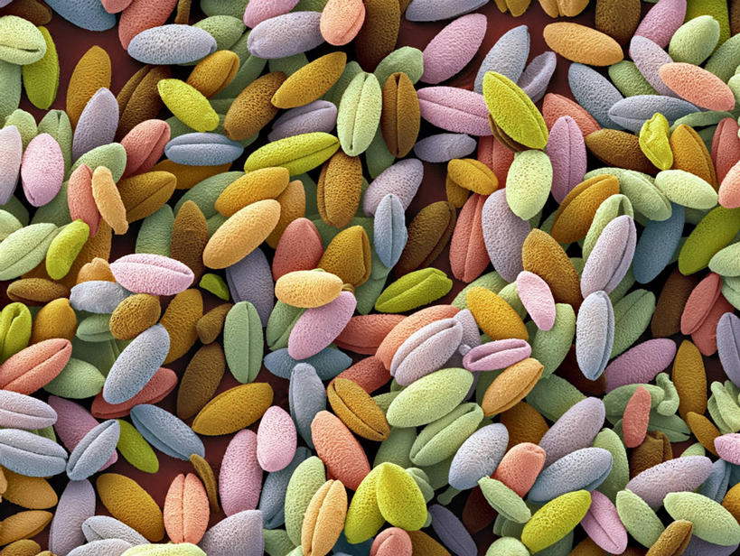 无人,横图,俯视,彩色,室内,特写,白天,仪器,百合花,检查,反射,分析,科学,显微镜,观察,清晰,探索,放大,观看,五颜六色,仔细,色彩斑斓,透镜,凸透镜,聚焦,关注,五彩缤纷,花粉,强瞿,光学,清楚,五彩斑斓,五光十色,显微图片,百合蒜,倒仙,番韭,山丹,彩图,高角度拍摄,扫描电镜,火焰百合,扫描电子显微镜