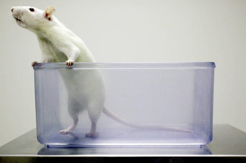 无人,站,横图,室内,白天,正面,桌面,桌子,野生动物,老鼠,阴影,反射,细菌,影子,塑料,实验室,研究室,注视,盒子,一个,一只,白色,动物,容器,塑料制品,观察,看,站着,单个,观看,储藏,察看,储存,关注,工作台,病菌,试验室,传染,四害,鼷鼠,小家鼠,小白鼠,耗子,站立,彩图,全身,实验台,实验桌,贮存