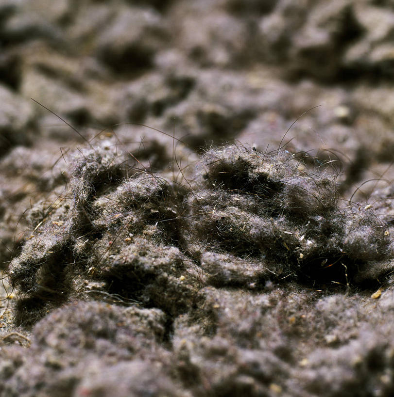 无人,竖图,俯视,室内,特写,白天,微生物,阴影,朦胧,模糊,反射,医学,影子,生物,灰尘,医疗,病毒,生物学,寄生,生命体,生物病毒,彩图,高角度拍摄