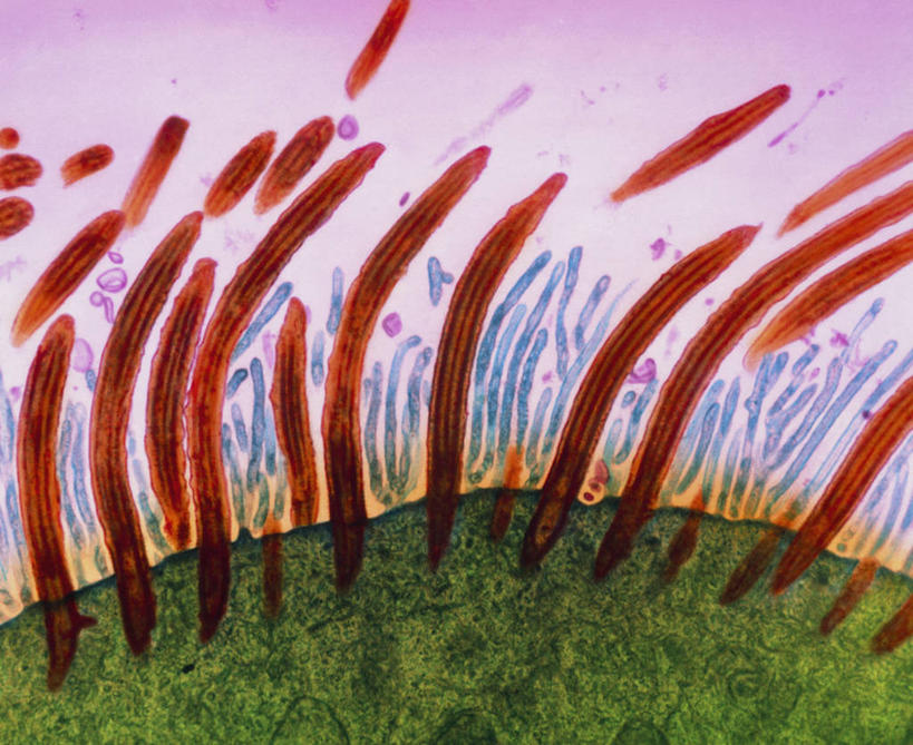 无人,横图,室内,白天,正面,仪器,微生物,检查,反射,分析,科学,医学,纹路,纹理,细胞,显微镜,系统,红色,观察,清晰,探索,放大,观看,仔细,透镜,生物学,凸透镜,聚焦,关注,呼吸,肌理,光学,清楚,呼吸系统,纤毛,上皮细胞,显微图片,自然科学,博物学,彩图,吐故纳新,气体交换,透射电子显微镜,基体,纤毛毛体,纤毛小根