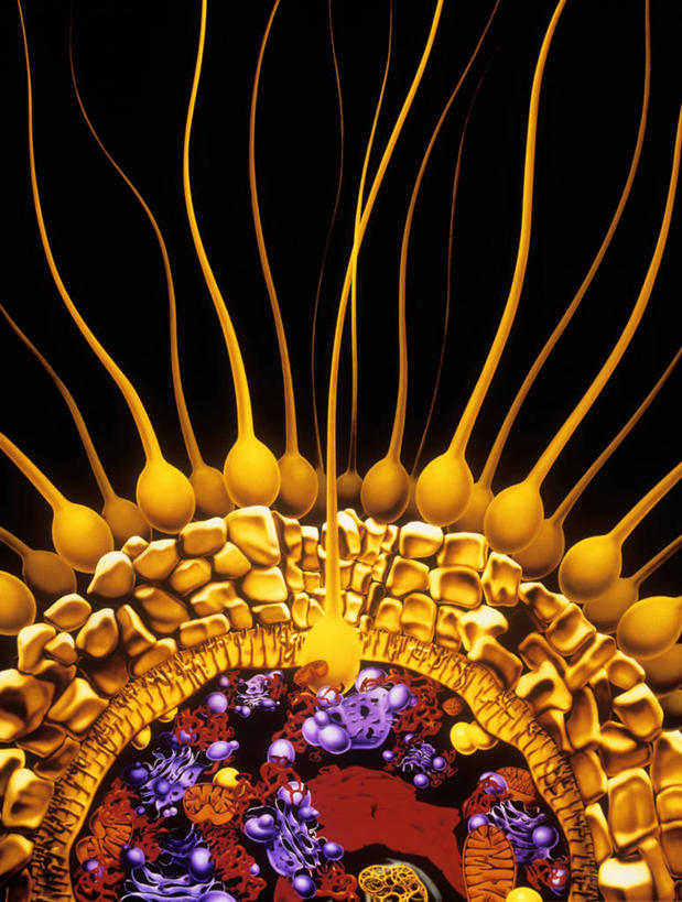 无人,竖图,插画,室内,白天,正面,数码,科技,哺乳动物,许多,阴影,黑色背景,网络,很多,高光,几何,计算机图形,合成,图画,画,动物,精子,电脑合成图,数码合成图,合成图,横截面,漫画,剖面,写实,具体,具象,生殖细胞,单倍体生殖细胞,雄配子,雄性生殖细胞,雄性细胞,截面,截面图形,彩图