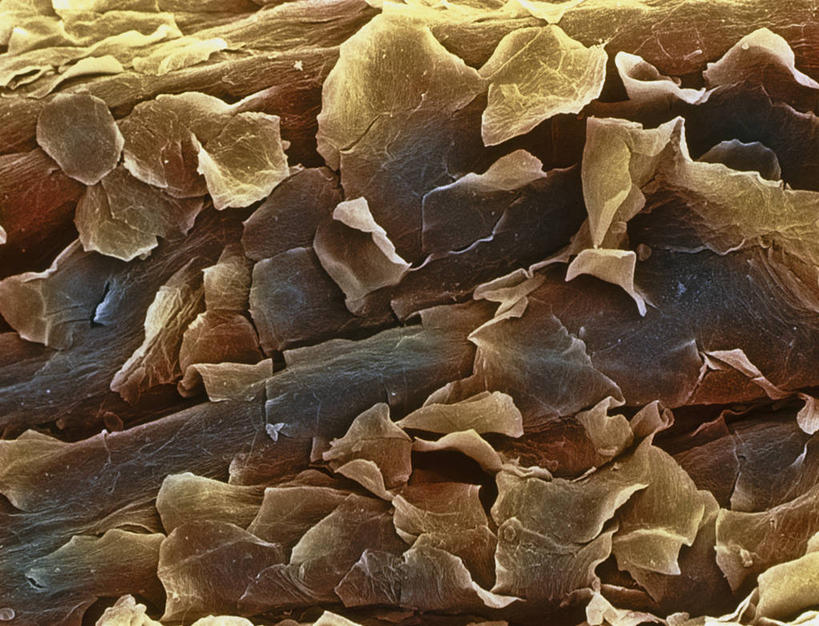 无人,横图,室内,白天,正面,仪器,检查,反射,分析,科学,纹路,纹理,显微镜,排列,观察,清晰,探索,放大,观看,仔细,透镜,凸透镜,聚焦,关注,腺体,肌理,光学,清楚,摆列,显微图片,汗腺,外分泌腺,彩图,扫描电镜,扫描电子显微镜,布列,分列