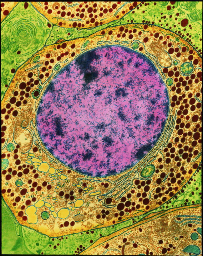 无人,竖图,室内,白天,正面,仪器,检查,反射,分析,科学,显微镜,观察,清晰,探索,生长,放大,观看,仔细,透镜,人体器官,凸透镜,发育,聚焦,器官,关注,光学,清楚,内分泌系统,垂体,脑垂体,内膜,内质网,显微图片,内分泌腺,彩图,代谢,透射电子显微镜,内分泌,内分泌细胞