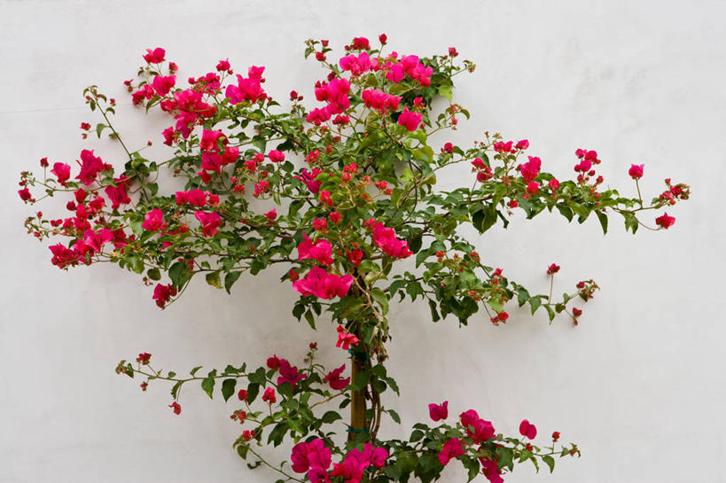 无人,横图,室外,美国,墙,粉色,生长,灌木,北美,加利福尼亚,好莱坞