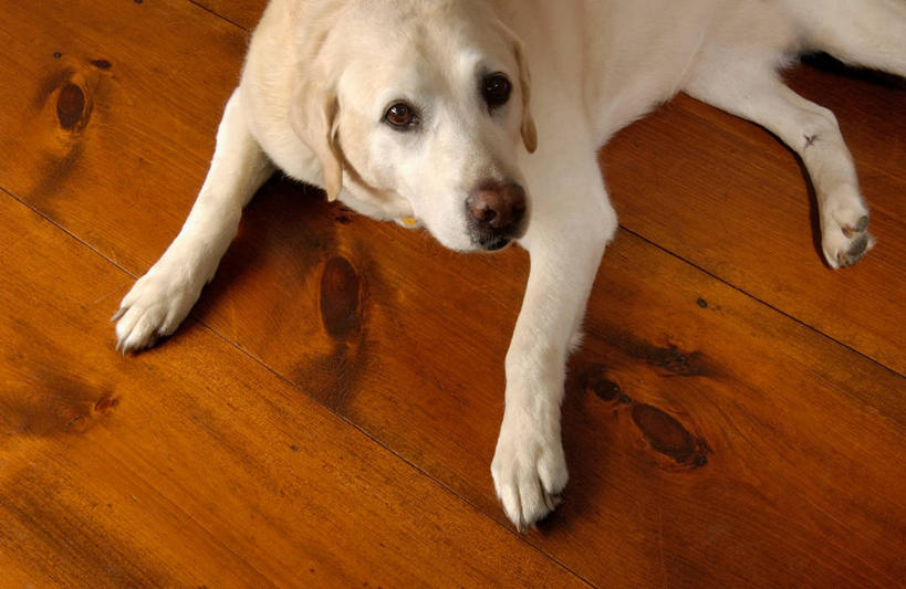 无人,横图,室内,建材,地板,建筑,狗,美国,材料,木板,木材,地面,注视,木地板,木柴,动物,观察,看,建造,木料,观看,察看,北美,北美洲,关注,美洲,拉布拉多犬,建筑材料,新罕布什尔州,北亚美利加洲,亚美利加洲,新罕布什尔,新罕布夏州,花岗岩州,花冈岩之州,滑雪之州,新英格兰,硬木,纽卡斯尔,纽英仑,美利坚合众国