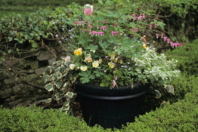 常春藤,花,粉色,黄色,绿色,黑色,春天,修指甲,荷包牡丹,树篱,多年生植物