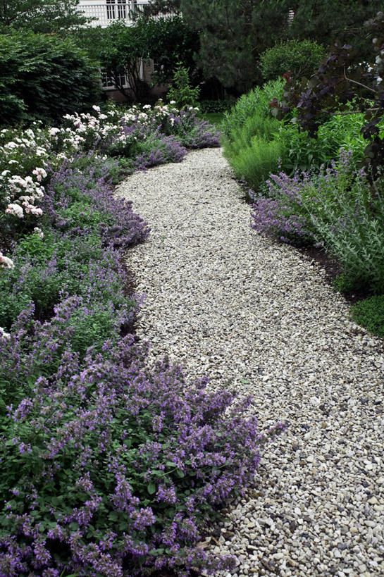 横图,夏天,带领,多年生植物