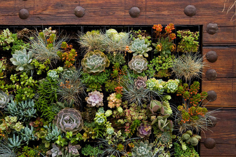 无人,横图,室外,白天,日光,美国,装饰,木制,墙,装饰物,生长,北美,加利福尼亚,好莱坞,装裱