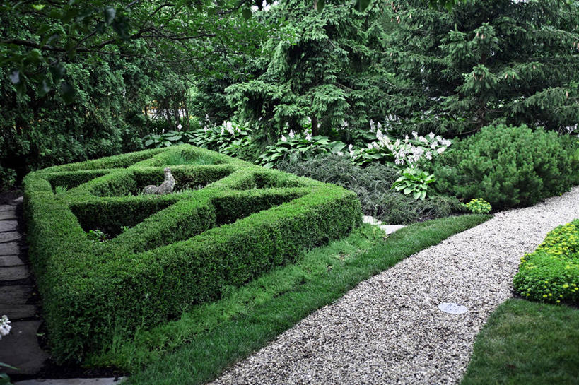 室外,黄杨木,公鸡