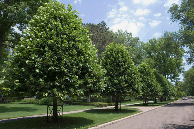 横图,室外,草坪,道路,街道,路,公路,交通,夏天,马路