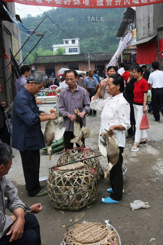 东方人,家,站,坐,举,竖图,室外,白天,仰视,旅游,度假,美景,山,树林,植物,鸟,井冈山,中国,亚洲,许多,握,电力,鸟类,鸭,电线,电线杆,线,房屋,屋子,景观,山峰,电能,山峦,许多人,拿,线路,拿着,注视,黄种人,娱乐,江西,楼房,家禽,住宅,树,树木,蓝色,绿色,蓝天,天空,自然,动物,天,观察,看,托,站着,一群人,享受,休闲,景色,放松,握着,牲畜,生长,晴朗,成长,观看,电,电源,察看,关注,市集,自然风光,销售,能量,贩卖,东亚,江西省,万里无云,中华人民共和国,华东地区,赣,革命,吉安,吉安市,阛阓,墟市,革命根据地,亚洲人,晴空,晴空万里,举起,举手,举着,向上举,向上伸,向上托,站立,坐着,彩图,低角度拍摄,全身,房子,bjzqp1