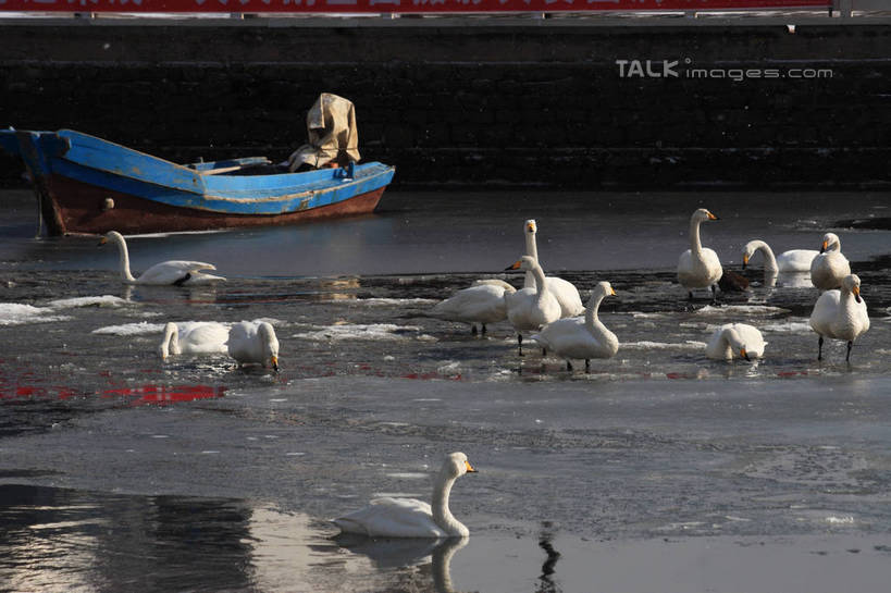 无人,站,横图,俯视,室外,白天,湖,湖泊,美景,水,雪,大雪,船,鸟,野生动物,天鹅,一艘,许多,阴影,波纹,光线,鸟类,影子,湖面,积雪,景观,水流,水面,雪景,冬季,冬天,游艇,涟漪,注视,白色,水纹,阳光,自然,动物,交通工具,波浪,湖水,观察,看,站着,休闲,景色,放松,寒冷,可爱,观看,波光粼粼,察看,阴暗,关注,载具,水晕,严寒,鹄,站立,彩图,高角度拍摄,全身,bjzqp1