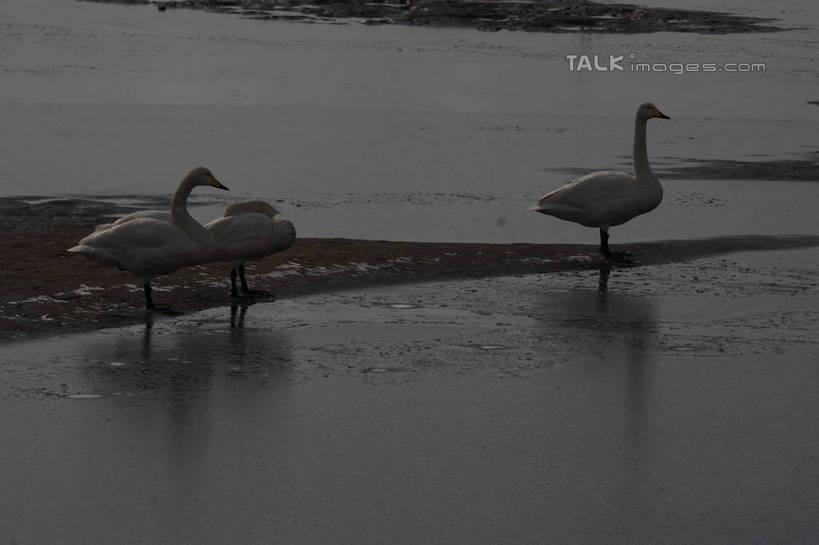 无人,站,横图,俯视,室外,白天,湖,湖泊,美景,水,鸟,野生动物,天鹅,三只,阴影,波纹,光线,鸟类,影子,湖面,景观,水流,水面,涟漪,注视,白色,水纹,阳光,自然,动物,波浪,湖水,观察,看,站着,休闲,景色,放松,可爱,观看,波光粼粼,察看,阴暗,关注,水晕,鹄,站立,彩图,高角度拍摄,全身,bjzqp1