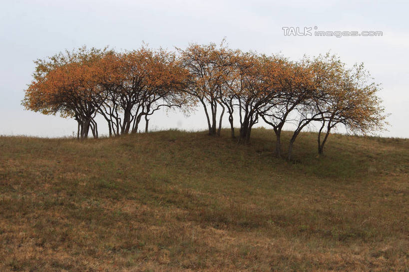 无人,横图,室外,白天,正面,旅游,度假,草地,草原,草坪,美景,植物,叶子,坝上,中国,亚洲,许多,阴影,枯萎,散落,光线,影子,景观,旷野,枯草,枯叶,落叶,娱乐,草,树,树木,绿色,天空,阳光,自然,天,享受,休闲,景色,放松,生长,成长,自然风光,原野,东亚,中华人民共和国,华北地区,河北,河北省,冀,承德,承德市,叶,叶片,彩图,丰宁满族自治县,京北第一草原,bjzqp1