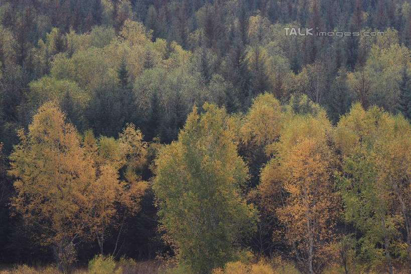无人,横图,俯视,室外,白天,旅游,度假,美景,秋季,树林,植物,坝上,中国,亚洲,阴影,光线,影子,景观,娱乐,树,树木,绿色,阳光,自然,享受,休闲,景色,放松,生长,成长,自然风光,东亚,中华人民共和国,华北地区,河北,河北省,冀,承德,承德市,秋,秋天,彩图,高角度拍摄,丰宁满族自治县,京北第一草原,bjzqp1