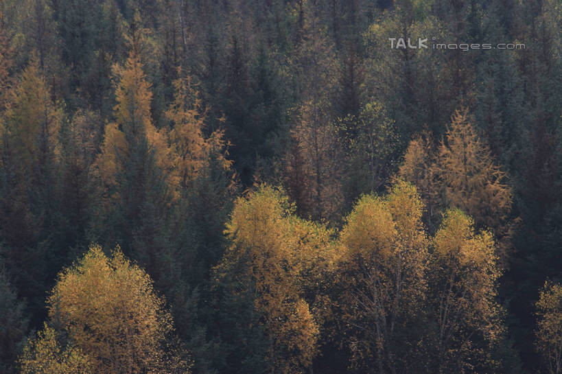 无人,横图,俯视,室外,白天,旅游,度假,美景,秋季,树林,植物,坝上,中国,亚洲,阴影,光线,影子,景观,娱乐,树,树木,绿色,阳光,自然,享受,休闲,景色,放松,生长,成长,自然风光,东亚,中华人民共和国,华北地区,河北,河北省,冀,承德,承德市,秋,秋天,彩图,高角度拍摄,丰宁满族自治县,京北第一草原,bjzqp1