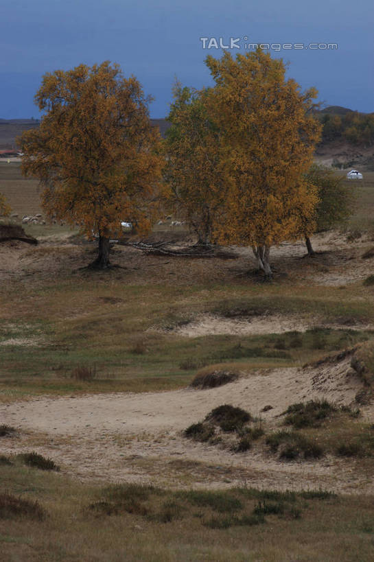 无人,竖图,俯视,室外,白天,旅游,度假,草原,美景,植物,坝上,中国,亚洲,枯萎,景观,旷野,枯草,枝条,娱乐,草,树,树木,树枝,黄色,蓝色,蓝天,天空,自然,天,享受,休闲,景色,放松,晴朗,自然风光,原野,东亚,万里无云,中华人民共和国,华北地区,河北,河北省,冀,承德,承德市,虬枝,枝杈,晴空,晴空万里,彩图,高角度拍摄,丰宁满族自治县,京北第一草原,bjzqp1