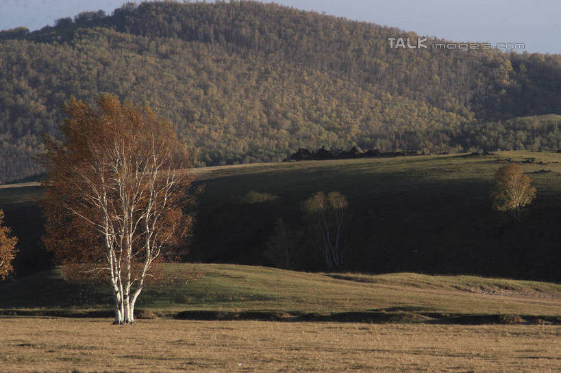 无人,横图,室外,白天,正面,旅游,度假,草原,美景,森林,山,山脉,树林,植物,坝上,中国,亚洲,阴影,枯萎,光线,影子,景观,旷野,山峰,枯草,山峦,娱乐,草,树,树木,黄色,蓝色,绿色,蓝天,天空,阳光,自然,群山,天,享受,休闲,景色,放松,生长,晴朗,成长,自然风光,原野,东亚,万里无云,中华人民共和国,华北地区,河北,河北省,冀,承德,承德市,晴空,晴空万里,彩图,丰宁满族自治县,京北第一草原,bjzqp1