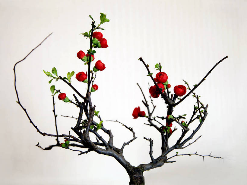 无人,横图,室内,白天,白色背景,正面,美景,植物,许多,盛开,景观,梅花,花,花瓣,花朵,花卉,鲜花,树,树木,树枝,红色,绿色,自然,花蕊,景色,摄影,影棚,生长,成长,高雅,坚强,自然风光,梅,红梅,彩图,影棚拍摄,拍摄,bjzqp1