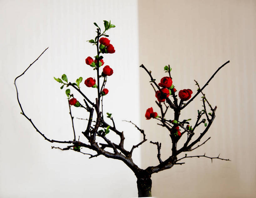 无人,横图,室内,白天,白色背景,正面,美景,植物,许多,盛开,景观,梅花,花,花瓣,花朵,花卉,鲜花,树,树木,树枝,红色,绿色,自然,花蕊,景色,摄影,影棚,生长,成长,高雅,坚强,自然风光,梅,红梅,彩图,影棚拍摄,拍摄,bjzqp1